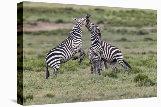 Burchell's Zebra stallions fighting, Serengeti National Park, Tanzania, Africa,-Adam Jones-Premier Image Canvas