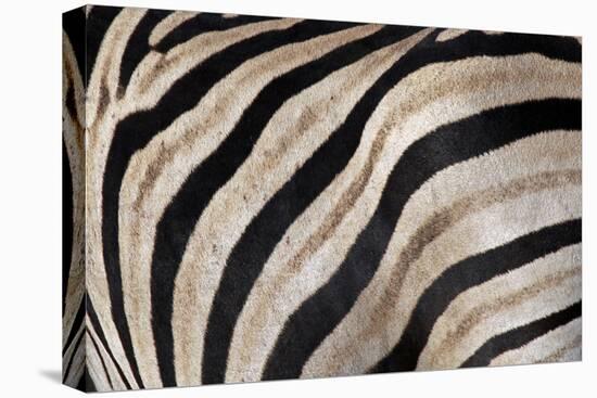 Burchell's Zebra Stripes, Etosha Namibia-Kymri Wilt-Premier Image Canvas