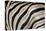 Burchell's Zebra Stripes, Etosha Namibia-Kymri Wilt-Premier Image Canvas