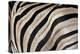 Burchell's Zebra Stripes, Etosha Namibia-Kymri Wilt-Premier Image Canvas