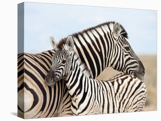 Burchell's Zebra, with Foal, Etosha National Park, Namibia, Africa-Ann & Steve Toon-Premier Image Canvas