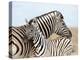 Burchell's Zebra, with Foal, Etosha National Park, Namibia, Africa-Ann & Steve Toon-Premier Image Canvas