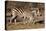 Burchell's Zebra-Howard Ruby-Premier Image Canvas