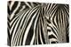 Burchell's Zebra-null-Premier Image Canvas