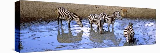 Burchell's Zebras and a Nyala at a Waterhole, Mkuze Game Reserve, Kwazulu-Natal, South Africa-null-Stretched Canvas