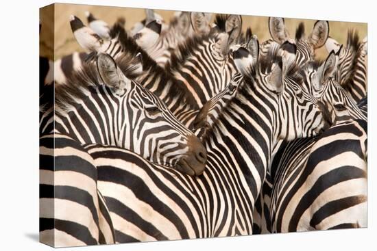 Burchell's Zebras (Equus Burchelli) in a Forest, Tarangire National Park, Tanzania-null-Stretched Canvas