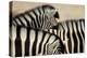 Burchell'S Zebras (Equus Quagga Burchellii) Close Ups Of The Manes, Etosha Np, Namibia-Enrique Lopez-Tapia-Premier Image Canvas