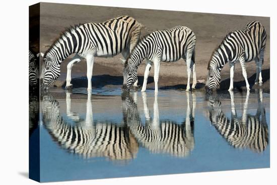 Burchell's Zebras (Equus Quagga Burchellii) Drinking Water, Etosha National Park, Namibia-null-Stretched Canvas