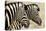 Burchell'S Zebras (Equus Quagga Burchellii) Standing Side By Side. Etosha Np, Namibia-Enrique Lopez-Tapia-Premier Image Canvas