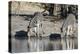 Burchell's Zebras, Khwai Concession, Okavango Delta, Botswana-Sergio Pitamitz-Premier Image Canvas