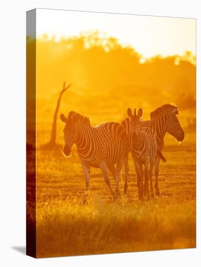 Burchell's Zebras, Makuleke Contractual Park, Kruger National Park-Ben Pipe-Premier Image Canvas