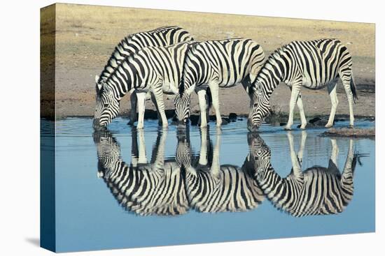 Burchells Zebra (Equus Burchelli) Drinking at Waterhole, Etosha, Namibia-Digital Vision.-Premier Image Canvas