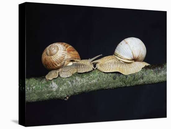 Burgundy Snails-Bjorn Svensson-Premier Image Canvas