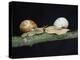 Burgundy Snails-Bjorn Svensson-Premier Image Canvas