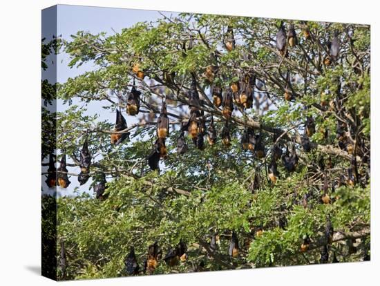 Burma, Rakhine State, Fruit Bats Spend the Day Hanging from the Branches of Large Trees, Myanmar-Nigel Pavitt-Premier Image Canvas