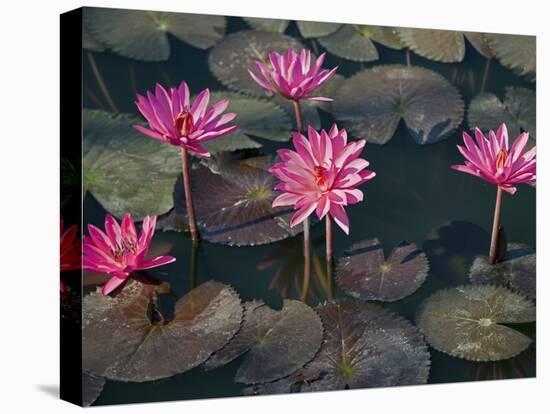 Burma, Sittwe, Beautiful Lotus Flowers Bloom in Rainwater Pond on Outskirts of Sittwe, Myanmar-Nigel Pavitt-Premier Image Canvas
