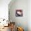 Burmese Cat, Series II-Isy Ochoa-Premier Image Canvas displayed on a wall