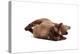 Burmese Cat-Fabio Petroni-Premier Image Canvas