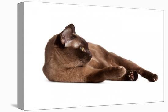 Burmese Cat-Fabio Petroni-Premier Image Canvas