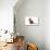 Burmese Cat-Fabio Petroni-Premier Image Canvas displayed on a wall