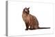 Burmese Cat-Fabio Petroni-Premier Image Canvas