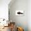 Burmese Cat-Fabio Petroni-Premier Image Canvas displayed on a wall