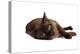 Burmese Cat-Fabio Petroni-Premier Image Canvas