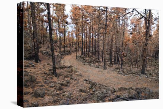 Burned Canary pine trees, La Palma Island, Canary Islands, Spain, Europe-Sergio Pitamitz-Premier Image Canvas