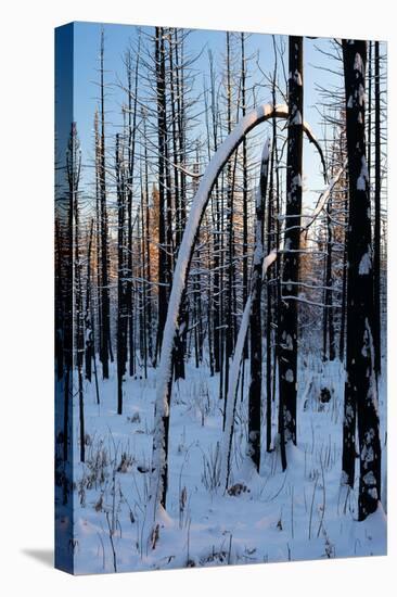 Burned Trunk Bending to Earth-Latitude 59 LLP-Premier Image Canvas