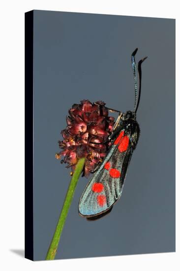 Burnet Moth, Adder's Wort-Harald Kroiss-Premier Image Canvas