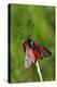 Burnet Moth, Stalk-Harald Kroiss-Premier Image Canvas