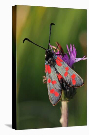 Burnet Moth, Thistle-Harald Kroiss-Premier Image Canvas
