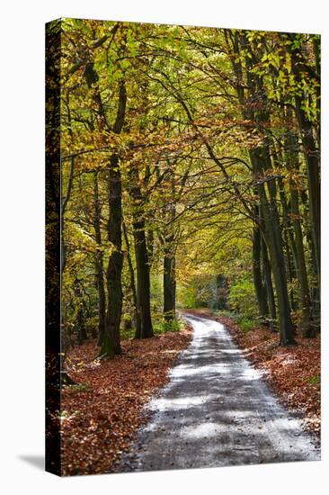 Burnham Beeches, Buckinghamshire, England, United Kingdom, Europe-Mark Mawson-Premier Image Canvas