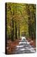 Burnham Beeches, Buckinghamshire, England, United Kingdom, Europe-Mark Mawson-Premier Image Canvas