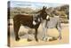 Burros Snuggling, Romance in the Rockies-null-Stretched Canvas