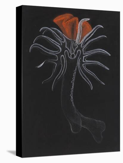 Burrowing Anemone-Philip Henry Gosse-Premier Image Canvas