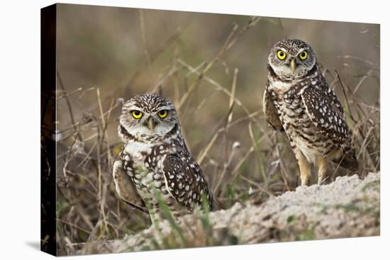 Burrowing owl, Cape Coral, Florida.-Adam Jones-Premier Image Canvas