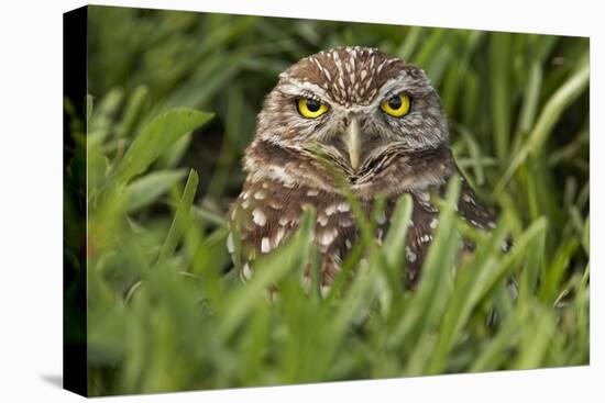 Burrowing owl, Cape Coral, Florida.-Adam Jones-Premier Image Canvas
