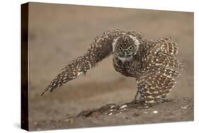 Burrowing owl doing 'rain dance', Arizona, USA-John Cancalosi-Premier Image Canvas