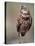 Burrowing Owl, Florida, Usa-Connie Bransilver-Premier Image Canvas