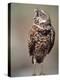 Burrowing Owl, Florida, Usa-Connie Bransilver-Premier Image Canvas