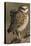 Burrowing Owl Pair-Ken Archer-Premier Image Canvas