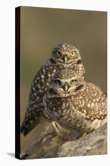 Burrowing Owl Pair-Ken Archer-Premier Image Canvas