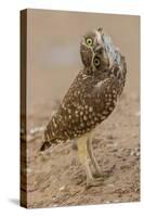 Burrowing owl rotating head, Arizona, USA-John Cancalosi-Premier Image Canvas