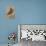 Burrowing owl rotating head, Arizona, USA-John Cancalosi-Premier Image Canvas displayed on a wall