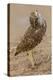 Burrowing owl rotating head, Arizona, USA-John Cancalosi-Premier Image Canvas
