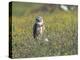 Burrowing owl sunning itself-Michael Scheufler-Premier Image Canvas