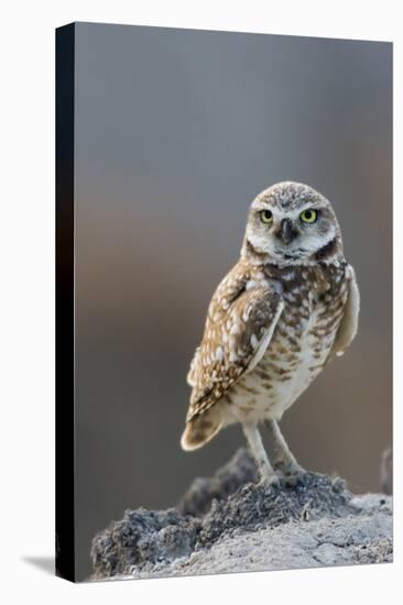 Burrowing Owl-Ken Archer-Premier Image Canvas