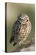Burrowing Owl-Ken Archer-Premier Image Canvas