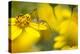Bush Katydid on San Diego Sunflower, Los Angeles, California-Rob Sheppard-Premier Image Canvas